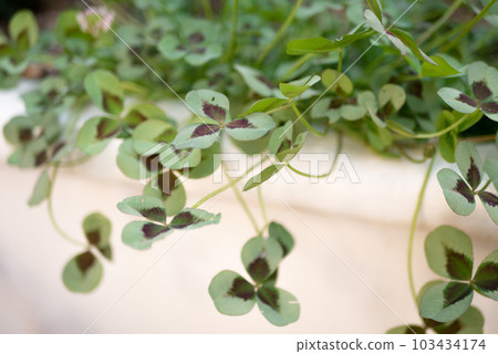 Princess Clover 'Leonoa' drooping from the planter [Spring] [Summer] [Autumn] 103434174