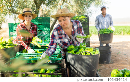 Two women sorting and stacking bell peppers in baskets and boxes on farm Two women sorting and stacking bell peppers in baskets and boxes on farm 103434414