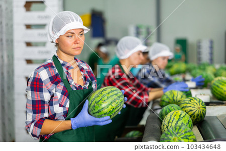 Woman sorting fresh watermelons in factory Woman sorting fresh watermelons in factory 103434648