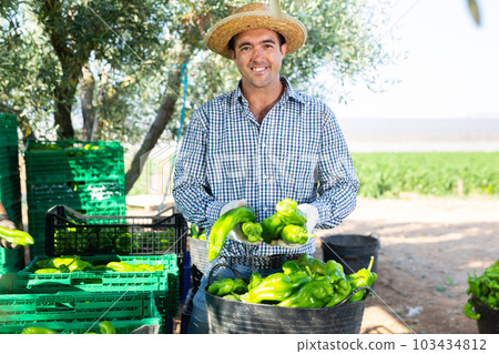 Man farmer sorting harvested green pepper 103434812