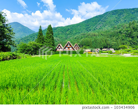 Summer Shirakawa Town 103434906