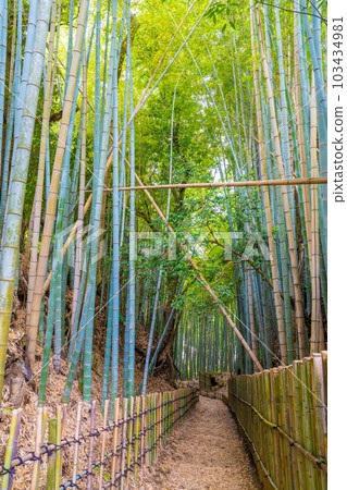 櫻花武家敷通的褐耳鵯坡 103434981