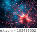 Human Nervous System 103435002