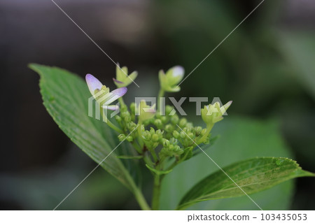 Hydrangea 1082 Hydrangea 1082 103435053
