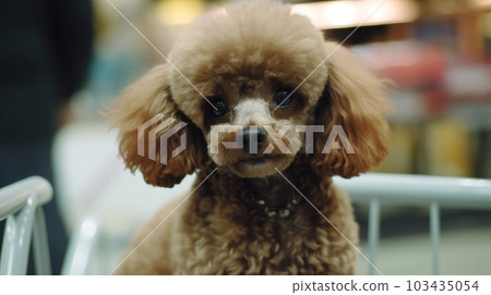 Toy poodle riding a shopping cart (AI image) Toy poodle riding a shopping cart (AI image) 103435054
