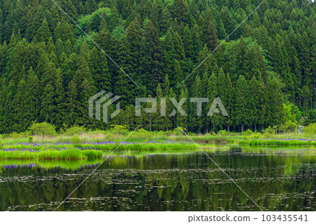 A beautiful satoyama pond, a colony of irises in full bloom, Akita Prefecture A beautiful satoyama pond, a colony of irises in full bloom, Akita Prefecture 103435541