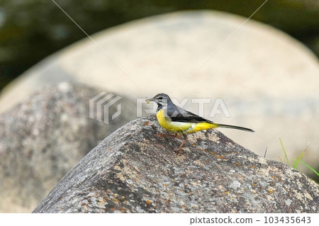 A gray wagtail who got a colorful spider 103435643