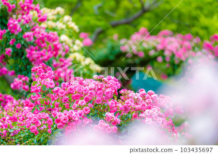 初夏的京成玫瑰園 103435697