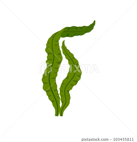 Underwater green algae seaweed, aquarium sea plant. Vector tank aquatic seaweed, cartoon ocean floor decoration grown at sea bottom Underwater green algae seaweed, aquarium sea plant. Vector tank aquatic seaweed, cartoon ocean floor decoration grown at sea bottom 103435811
