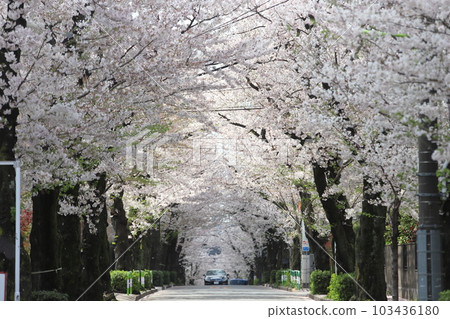 Fukasawa cherry blossoms 103436180