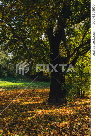 Colorful falling autumn leaves. View through the autumn foliage in park forest. Golden tree leaves. Beautiful tree with yellow leaves in autumn forest. Path littered with autumn leaves 103436600