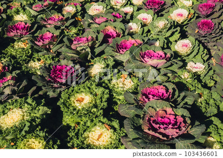 Ornamental cabbages winter flowers. Colorful Kale Flower bed of ornamental plants. Decorative Flower Bed of cabbage unique unusual outdoor garden design decor ideas. Landscape 103436601