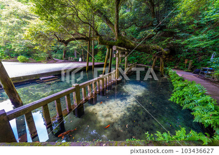 鹿島神社御手洗池 103436627