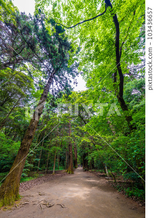 Kashima Jingu Shrine entrance 103436657