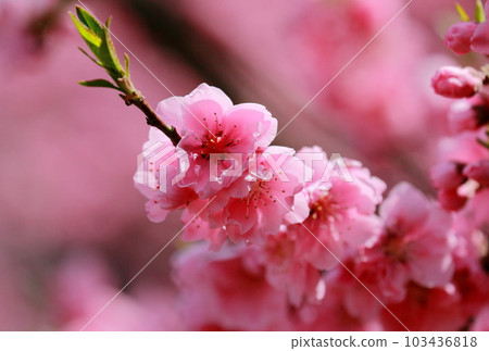 粉紅色的花桃特寫背景模糊 103436818