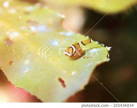 櫻花梅魚 櫻花梅魚 103436834