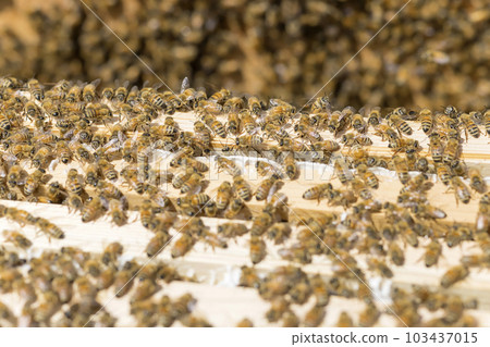 Beekeeping image Many bees on the hive frame 103437015
