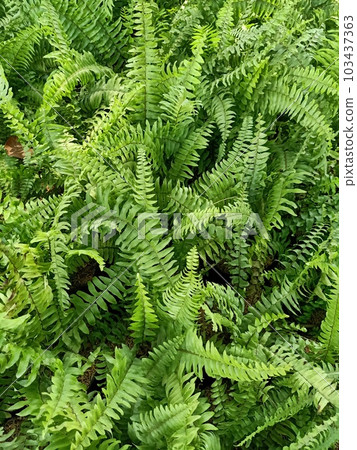 Close up of boston fern plant  103437363