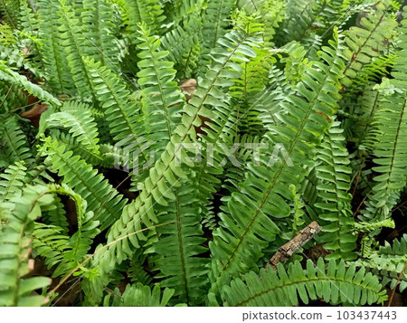 Close up of narrow sword fern plant 103437443
