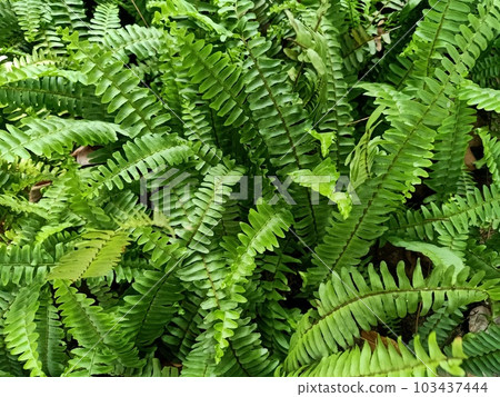 Close up of narrow sword fern plant 103437444