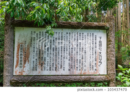《Saga Prefecture》 Shimoaise no Daikatsura (2nd largest tree in Japan) 103437470