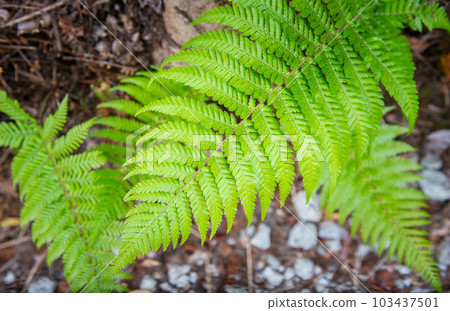 Close-up of fern leaves in native bush of Rotorua the geothermal city in North Island of New Zealand. Close-up of fern leaves in native bush of Rotorua the geothermal city in North Island of New Zealand. 103437501