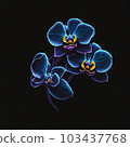drawing ordhid flower 103437768