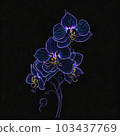 drawing ordhid flower 103437769