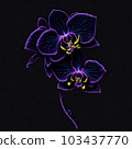 drawing ordhid flower 103437770