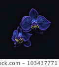 drawing ordhid flower 103437771