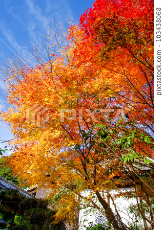 Maple with blue sky and bright red leaves 103438068