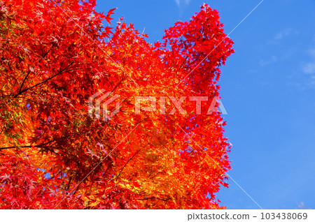 楓葉與藍天和鮮紅的葉子 楓葉與藍天和鮮紅的葉子 103438069
