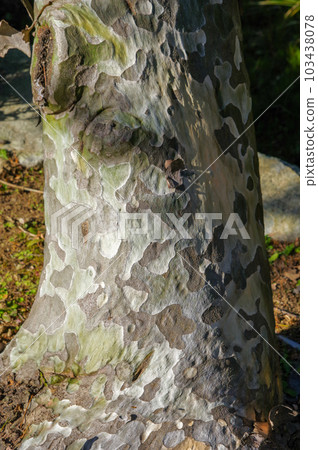 Mottled bark of Chinese white pine 103438078