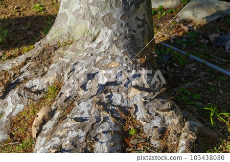 Mottled bark and base of evergreen white pine native to China 103438080