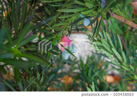 White-green fruit on a red flower stalk on the evergreen conifer Inumaki White-green fruit on a red flower stalk on the evergreen conifer Inumaki 103438083