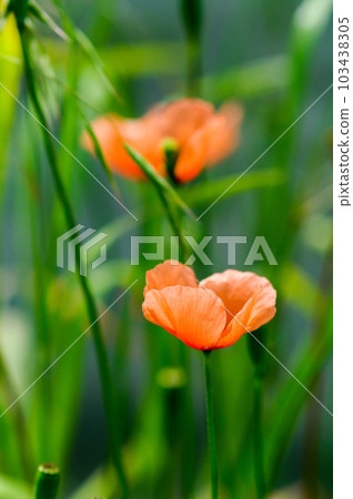 Nagami Hinageshi Nagami Hinageshi 103438305