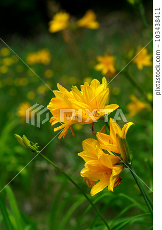 芝麻花 103438411