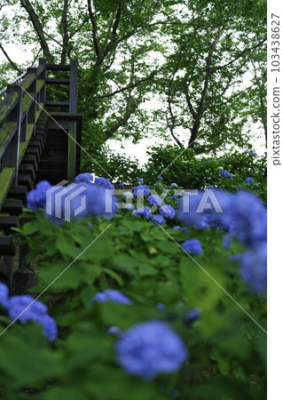 Miyakonojo Hydrangea Park May 2015 103438627