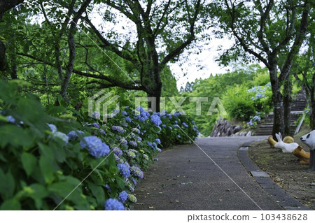 都城紫陽花公園 2015 年 5 月 103438628