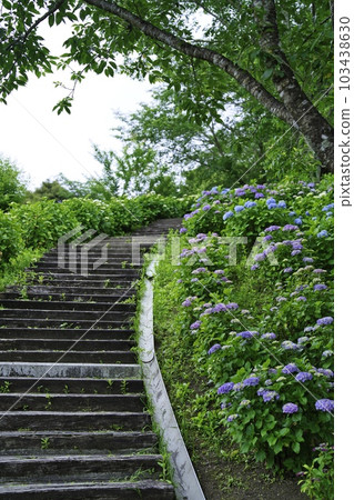 都城紫陽花公園 2015 年 5 月 103438630