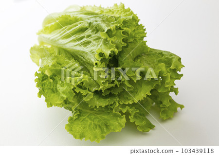 Leaf lettuce white background 103439118