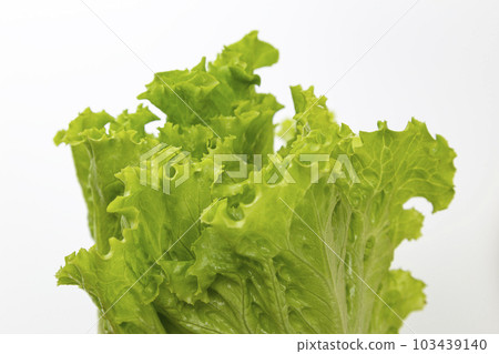 生菜白色背景 103439140