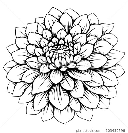 line design of dahlia flower 103439596