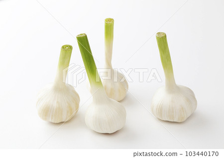 Garlic white background Garlic white background 103440170