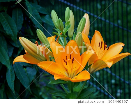 一朵黃色百合的花和芽 103440597