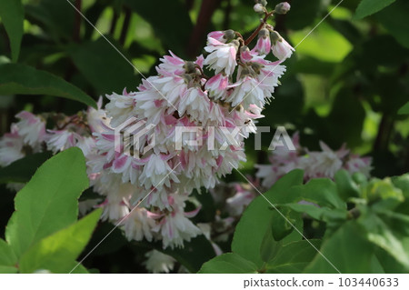 White-petaled white-petaled pink-outside flowers blooming in a park in early summer 103440633