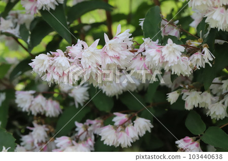 White-petaled white-petaled pink-outside flowers blooming in a park in early summer White-petaled white-petaled pink-outside flowers blooming in a park in early summer 103440638