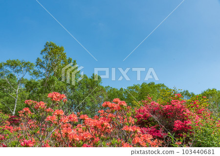 新綠和杜鵑花映襯著藍天 群馬縣赤城山 103440681