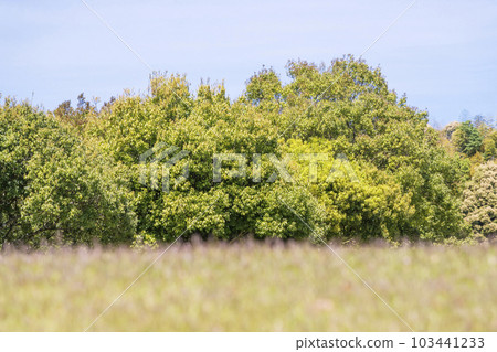 清新的綠色、藍天和草坪 圖像素材 背景素材 生態 清新的自然風光 清新的綠色、藍天和草坪 圖像素材 背景素材 生態 清新的自然風光 103441233