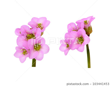 Set of pink flowers of bergenia crassifolia isolated Set of pink flowers of bergenia crassifolia isolated 103441453